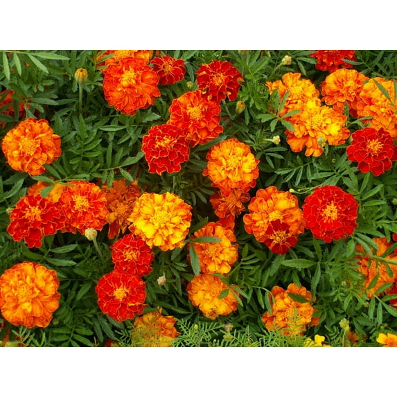 Marigold Sparky Mixture Nice Garden Flower by Seed Kingdom Bulk 1/4 Lb Seeds