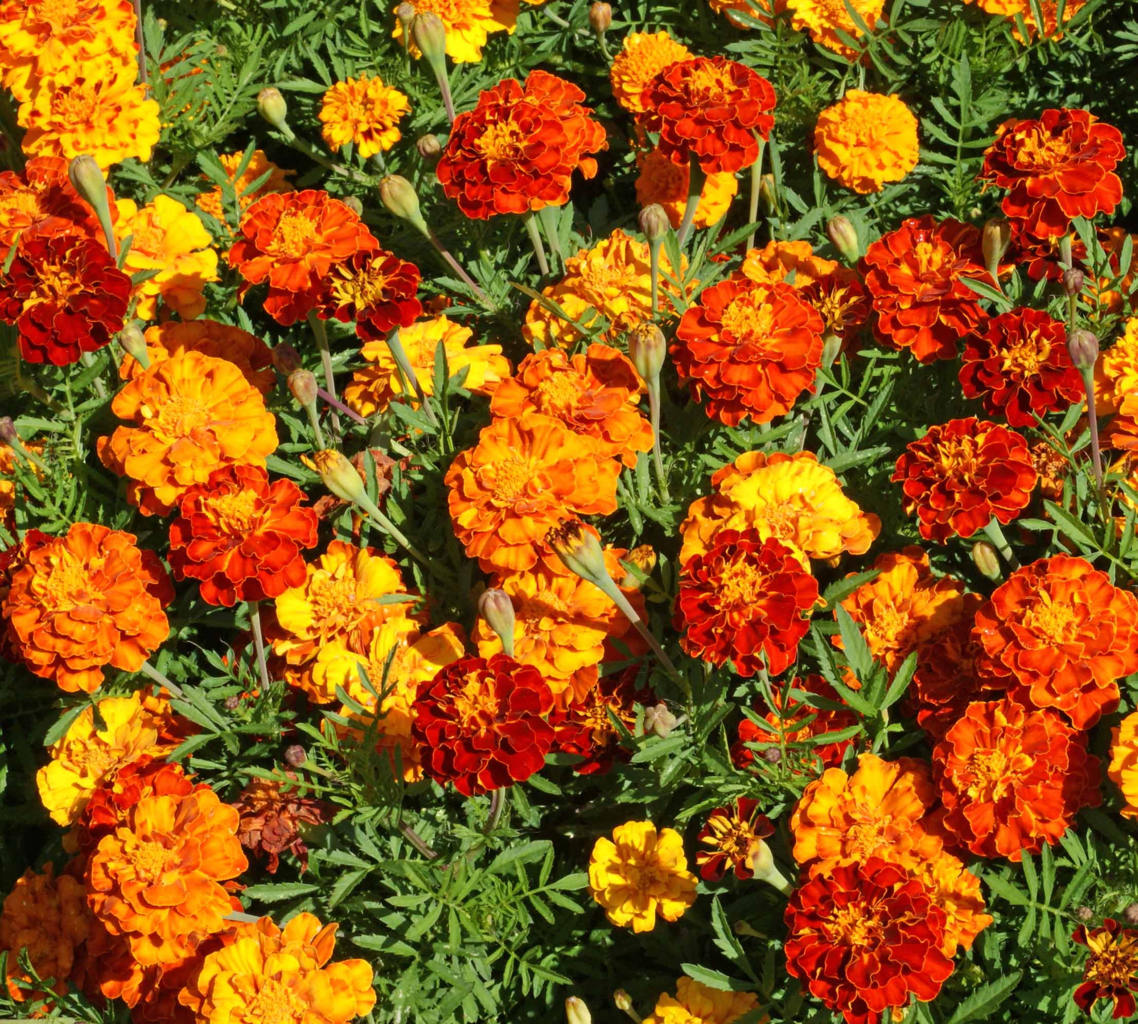 Marigold Sparky Mixture Nice Garden Flower by Seed Kingdom Bulk 1 Lb Seeds