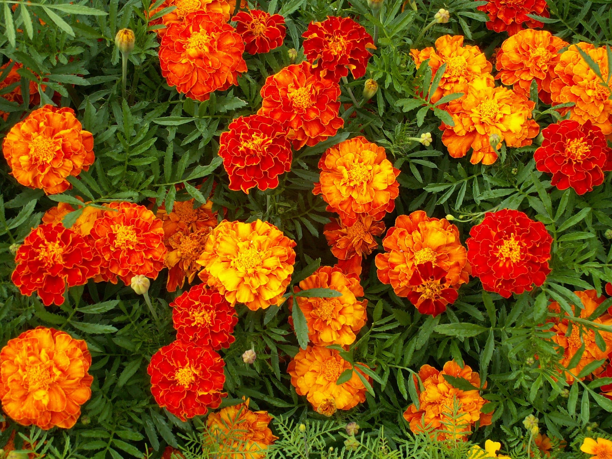 Marigold Sparky Mixture Nice Garden Flower by Seed Kingdom Bulk 3 Lb Seeds