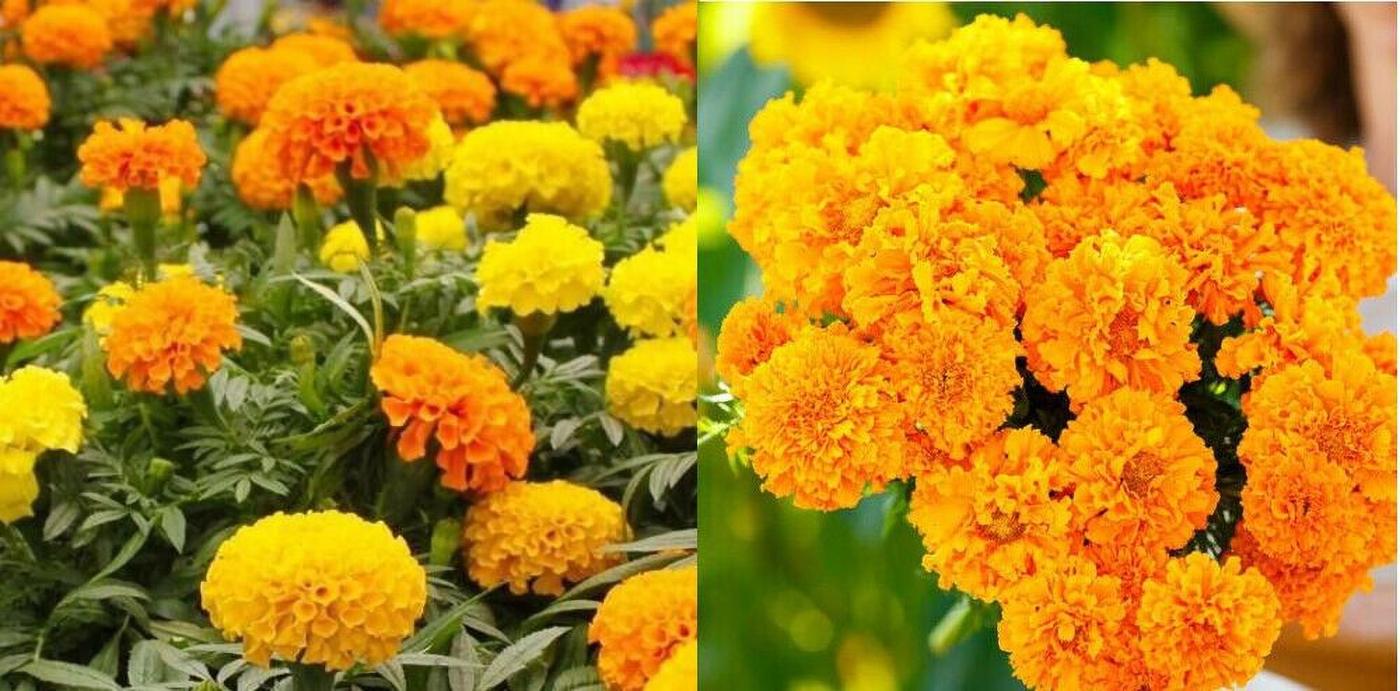 Marigolds AFRICAN LANDSCAPERS MIX BULK Tall 500+ Seeds Pure & Fresh USA