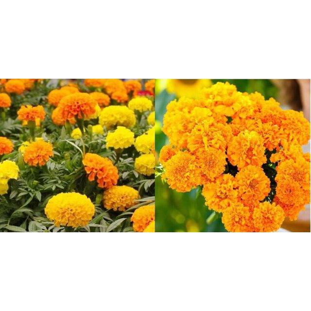 Marigolds AFRICAN LANDSCAPERS MIX BULK Tall 500+ Seeds Pure & Fresh USA NonGMO!