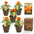 thumbnail image 1 of Marigolds Garden Kit - Grow Non GMO Marigold Plants at Home, Includes Pots & Soil - Outdoor Garden, 1 of 5