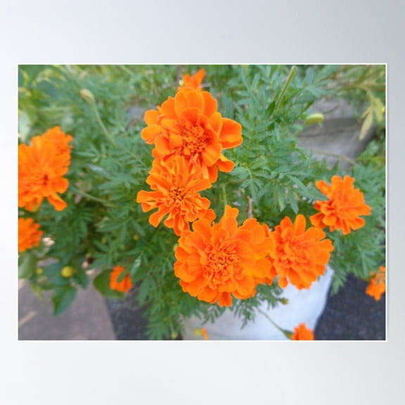 Marigolds Poster Wall Art, Modern Wall Decor For Living Room Bedroom, 16x24 UNFRAMED
