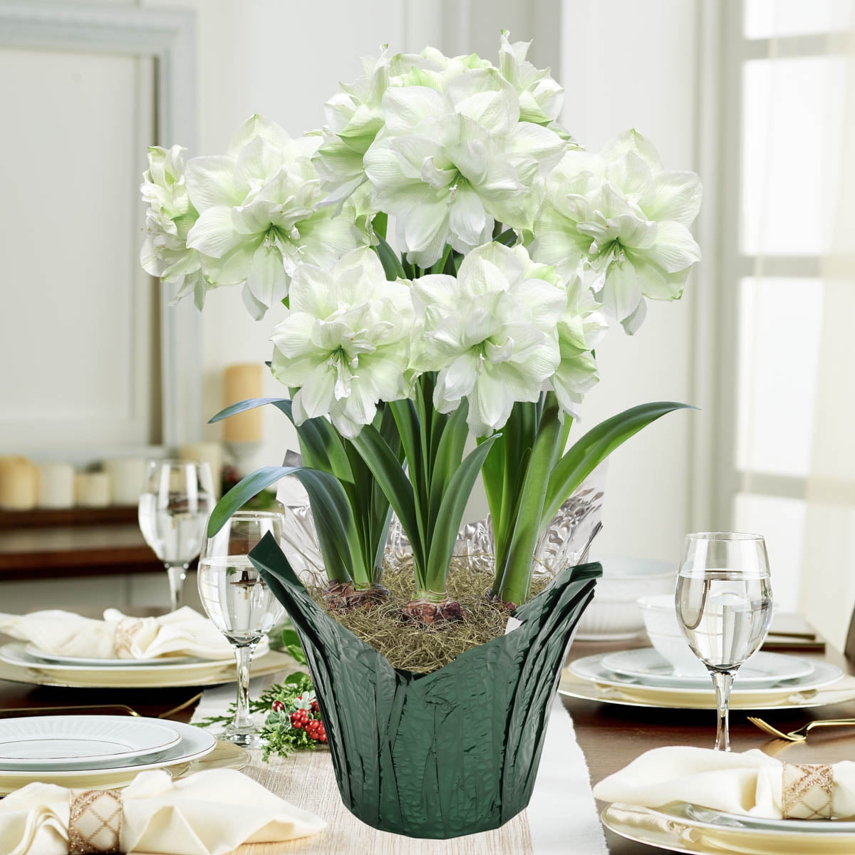 Marily Double White Flowering Amaryllis (Hippaestrum) 3 Bulb Gift Kit, Planted in a Foil Wrapped 9 inch Pot