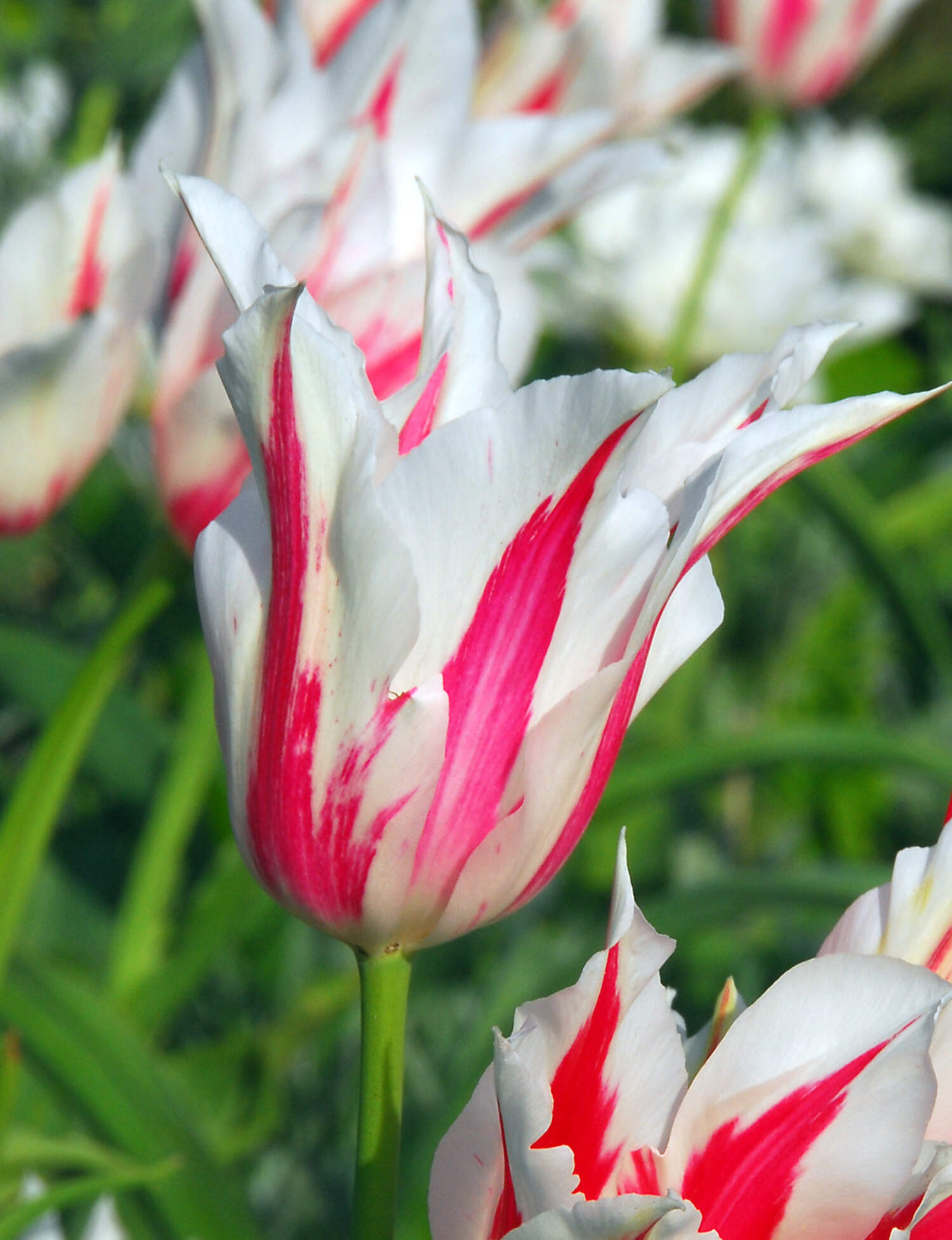Marilyn Lily Flowered Tulip 10 bulbs