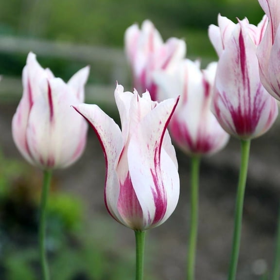 Marilyn Lily-Flowered Tulip - 12/+cm Bulbs - 5 Bulbs
