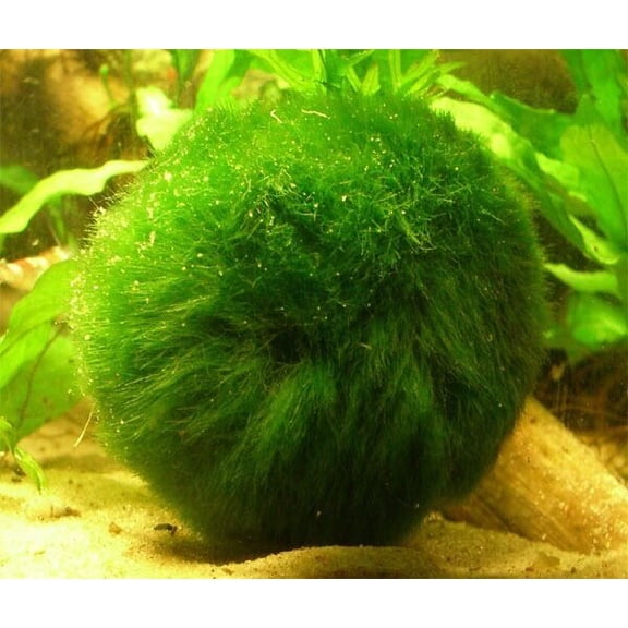 Marimo Moss 3 Balls 3~4cm (Cladophora) Live Plant Aquarium Tank In USA