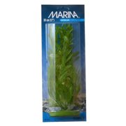 Marina Hygrophila Plant 12" Tall