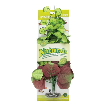 Marina Naturals Pennywort Silk Plant, L