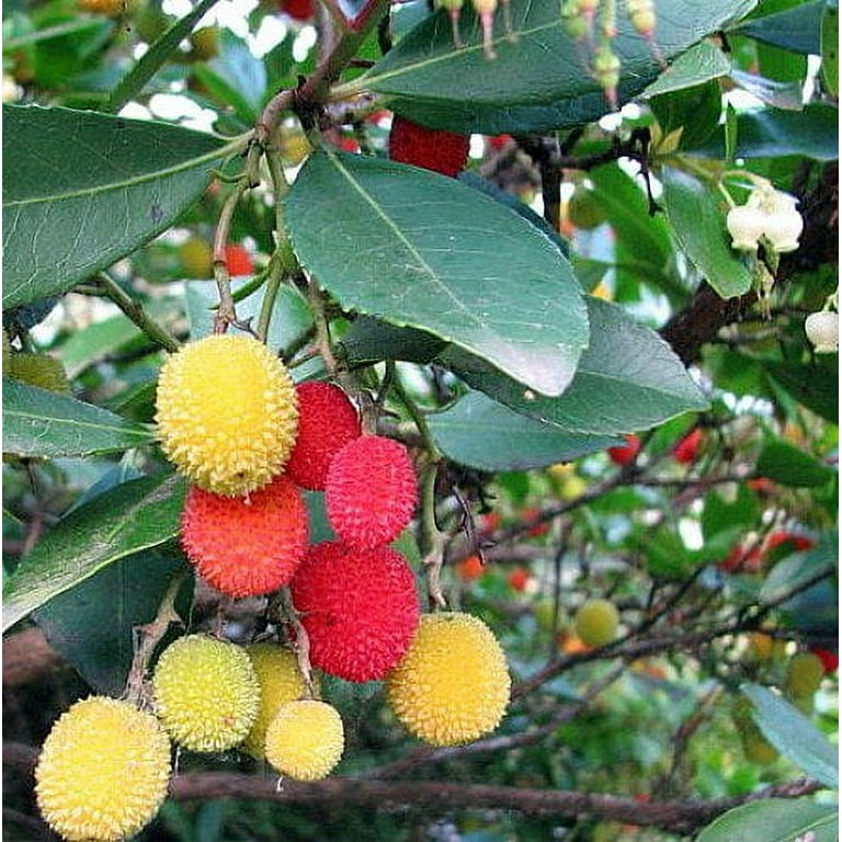 Marina Strawberry Tree - Arbutus - Outdoors/Edible/Bonsai - 2.5 Marina Strawberry Tree - Arbutus - Outdoors/Edible/Bonsai - 2.5
