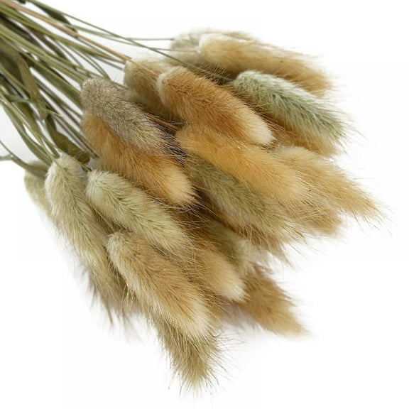 MarinaVida Rabbit Tail Grass - 50 Pieces,Rabbit Tail Dried Flowers - Elegant Boho Home Decor -for Home, Wreaths, Vase, Wedding