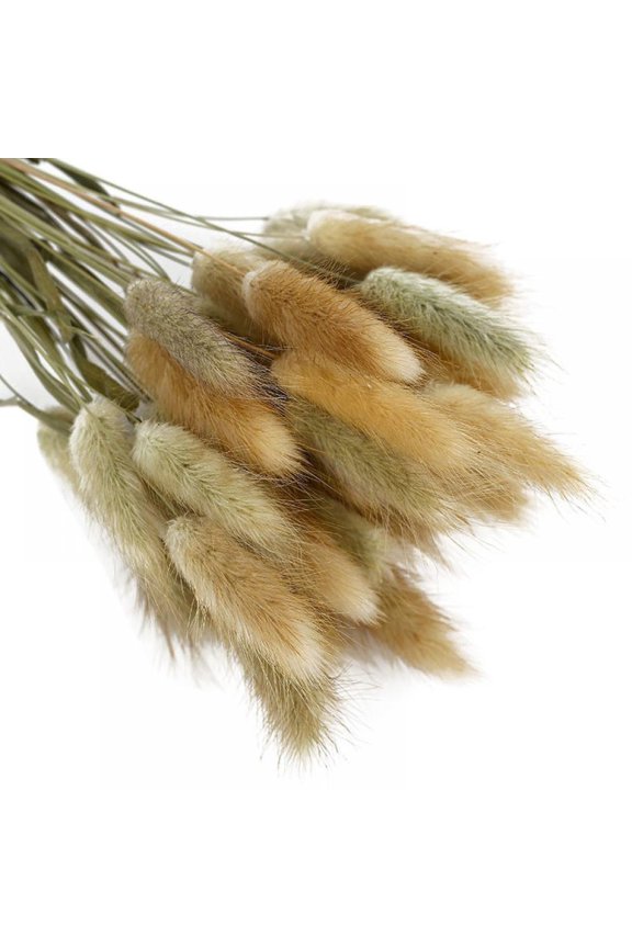 Rabbit Tail Grass - 50 Pieces,Rabbit Tail Dried Flowers - Elegant Boho Home Decor -for Home, Wreaths, Vase, Wedding