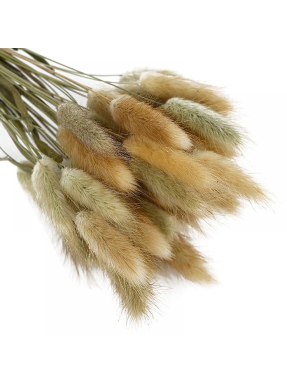 Rabbit Tail Grass - 50 Pieces,Rabbit Tail Dried Flowers - Elegant Boho Home Decor -for Home, Wreaths, Vase, Wedding