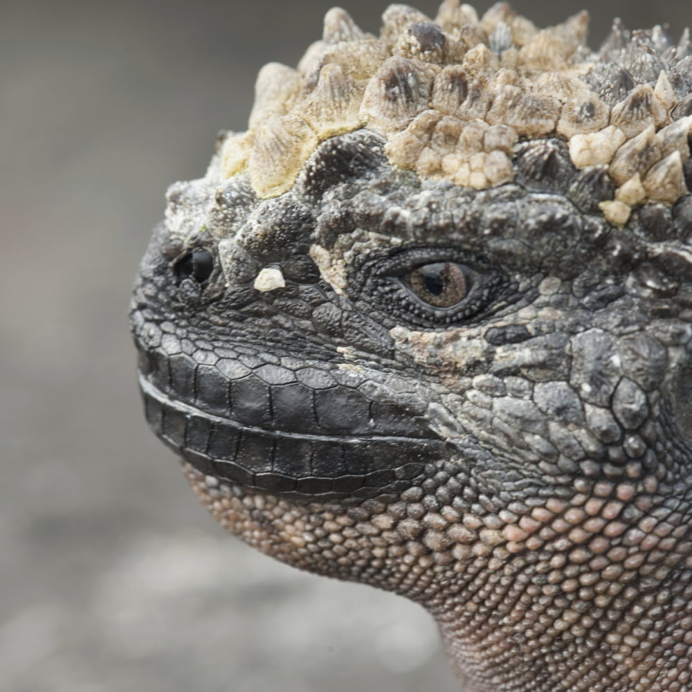 Marine Iguana (Amblyrhynchus Cristatus) Galapagos Equador Canvas Art - Keith Levit Design Pics (15 x 15)