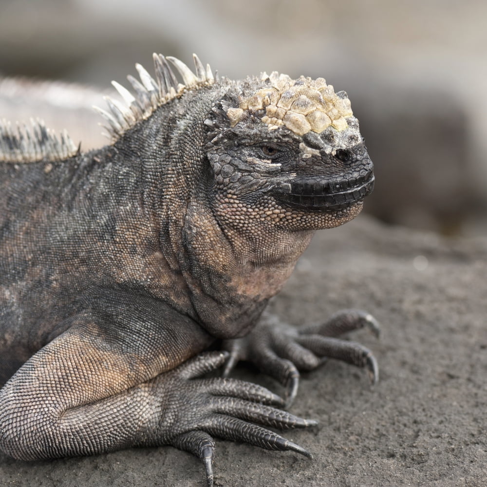 Marine Iguana (Amblyrhynchus Cristatus) Galapagos Equador Canvas Art - Keith Levit  Design Pics (15 x 15)