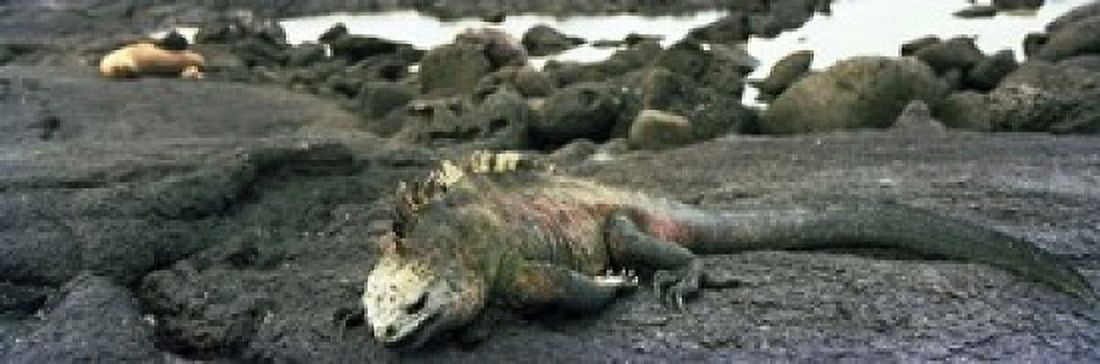 Marine Iguana Galapagos Islands Canvas Art - Panoramic Images (18 x 6)