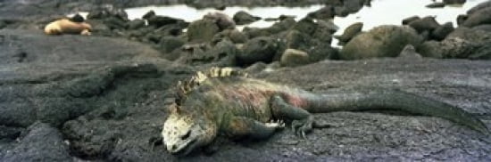Marine Iguana Galapagos Islands Canvas Art - Panoramic Images (36 x 12)