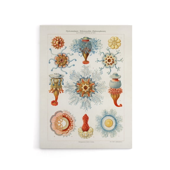 Marine Jellyfish in sea colourful Haeckel Vintage Canvas Wall Art 12X16"