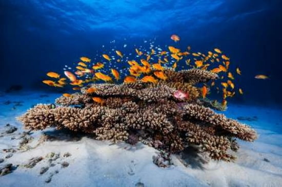 Marine Life Canvas Art - Barathieu Gabriel (12 x 18)