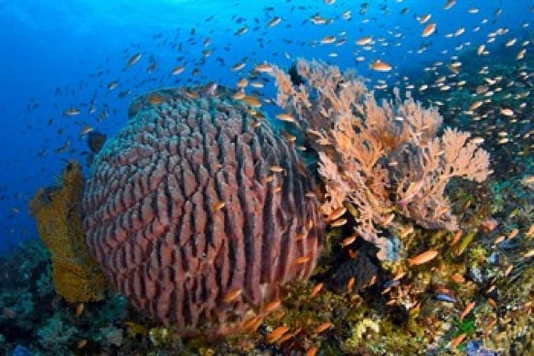 Marine Life Canvas Art - Jaynes Gallery DanitaDelimont (36 x 24)