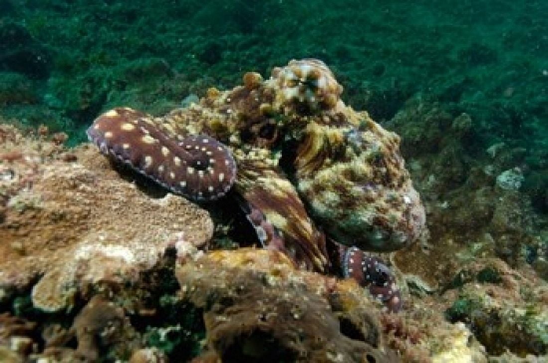 Marine Life Octopus coral reef Stradbroke Australia Canvas Art - Pete Oxford DanitaDelimont (36 x 24)