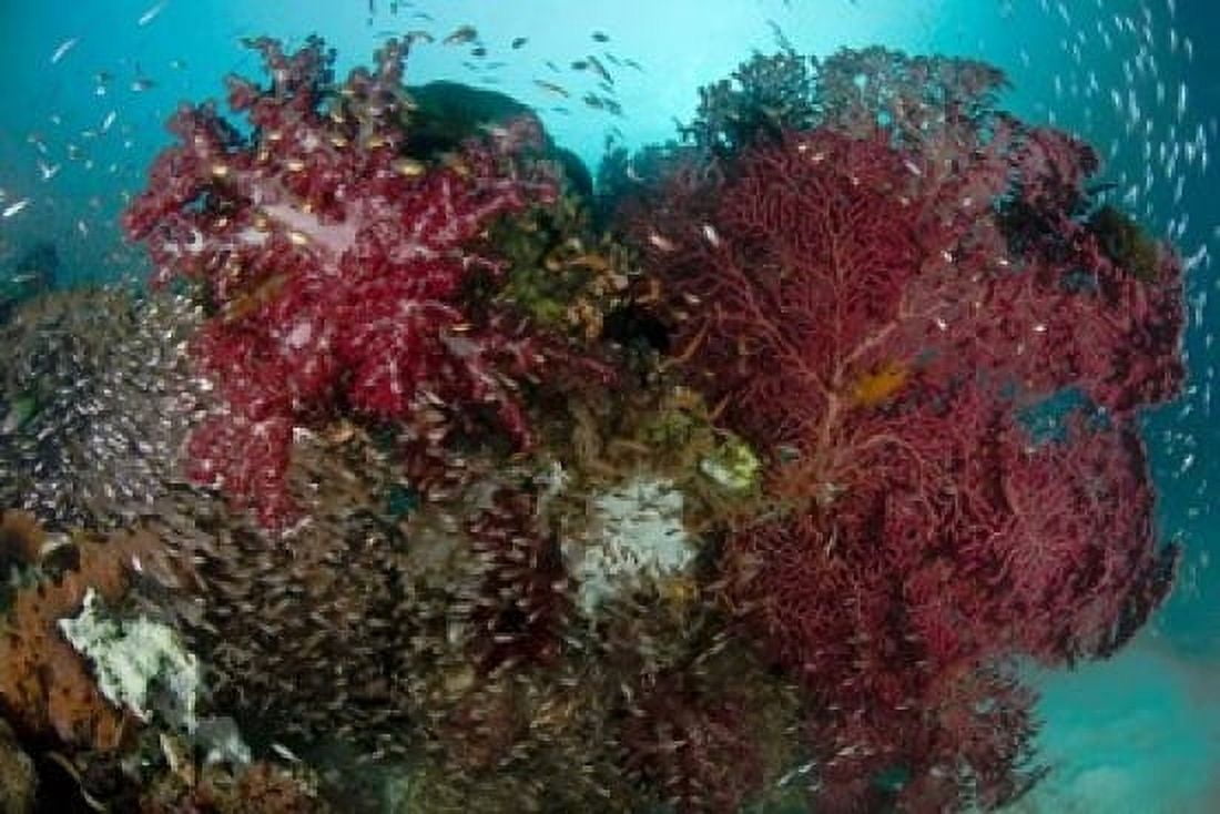 Marine Life Reefs Canvas Art - Jaynes Gallery  DanitaDelimont (36 x 24)