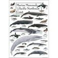 thumbnail image 1 of Marine Mammals Of The Pacific Northwest Coast Poster Student Animal Poster Birthday Gift Children's Room Poster Bedroom Decor Office Decor Gifts, 1 of 1