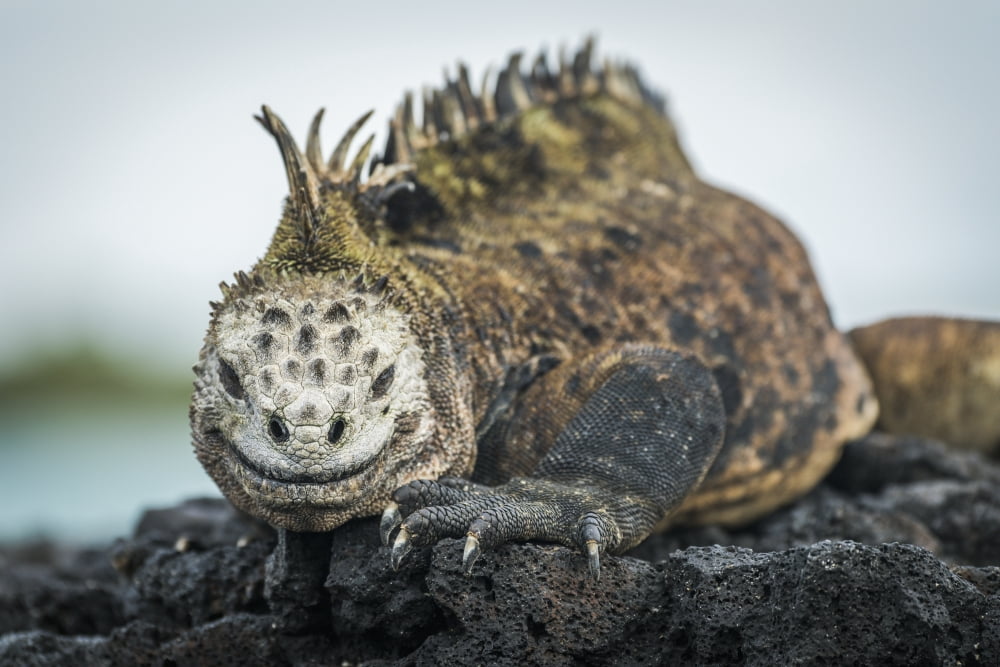 Marine iguana (Amblyrhynchus cristatus) on grey rocks beside sea Galapagos Islands Ecuador Canvas Art - Nick Dale Design Pics (36 x 24)