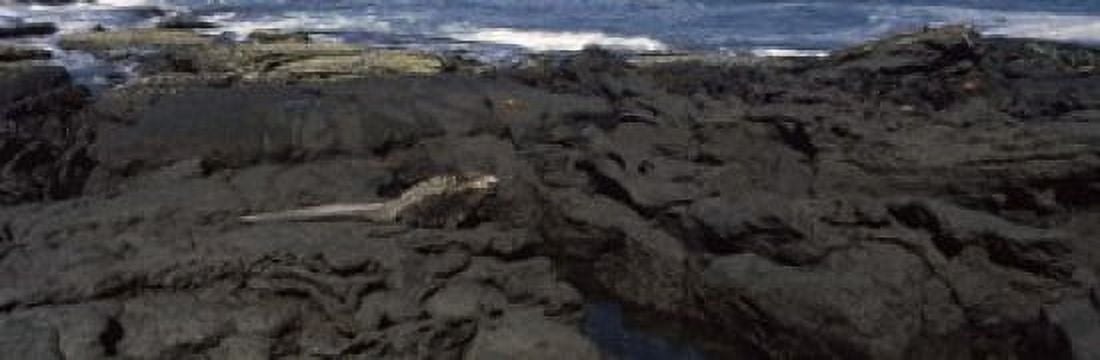 Marine iguana (Amblyrhynchus cristatus) on volcanic rock Isabela Island Galapagos Islands Ecuador Canvas Art - Panoramic Images (18 x 6)