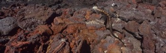 Marine iguana (Amblyrhynchus cristatus) on volcanic rock Isabela Island Galapagos Islands Ecuador Canvas Art - Panoramic Images (36 x 12)