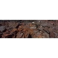 thumbnail image 1 of Marine iguana (Amblyrhynchus cristatus) on volcanic rock, Isabela Island, Galapagos Islands, Ecuador Poster Print (18 x 6), 1 of 1