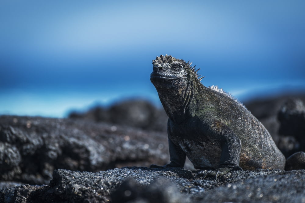 Marine iguana (Amblyrhynchus cristatus) sunbathing on black volcanic rocks Galapagos Islands Ecuador Canvas Art - Nick Dale Design Pics (18 x 12)