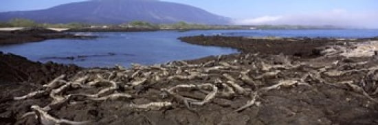 Marine iguanas (Amblyrhynchus cristatus) at a coast Fernandina Island Galapagos Islands Ecuador Canvas Art - Panoramic Images (36 x 12)