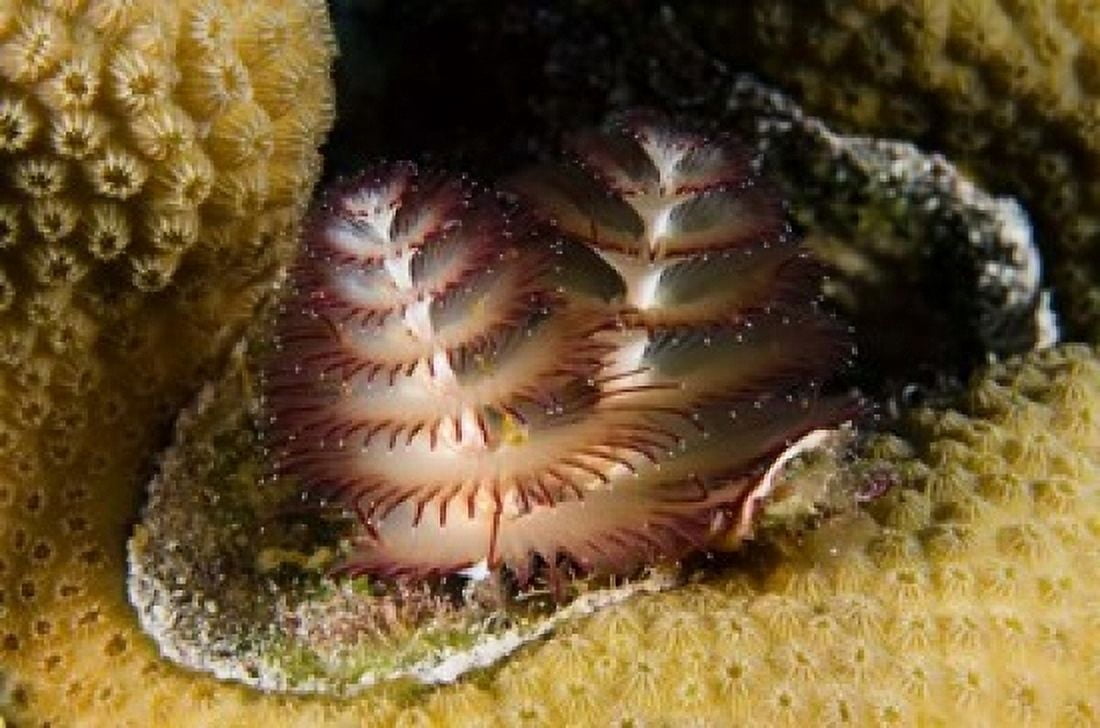 Marine life Christmas Tree Worm Star Coral Bonaire Canvas Art - Pete Oxford DanitaDelimont (18 x 12)