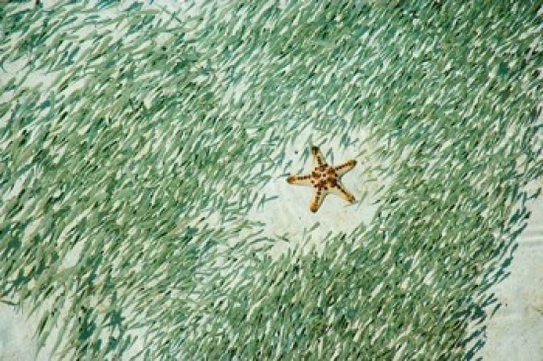 Marine life Knobly Sea Star and fish Sipadan Malaysia Canvas Art - Ali Kabas DanitaDelimont (36 x 24)