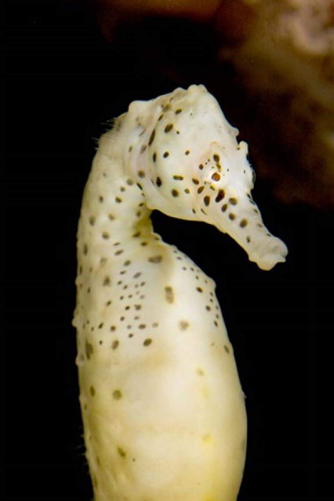 Marine life seahorse Vancouver British Columbia Canvas Art - Paul Colangelo DanitaDelimont (17 x 26)