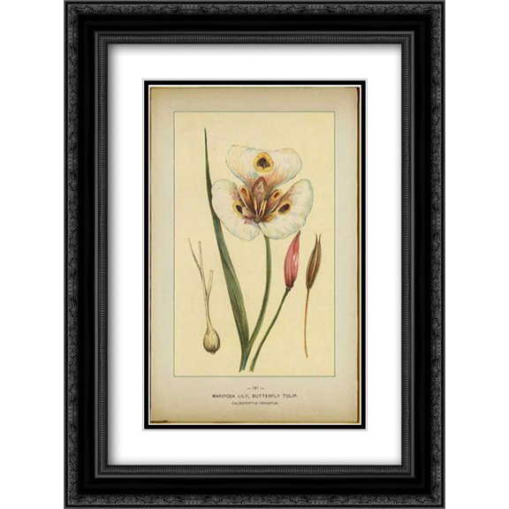 Mariposalily 2x Matted 18x24 Black Ornate Framed Art Print by PI Collection