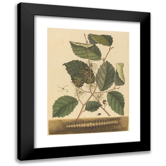 Mark Catesby 11x14 Black Modern Framed Museum Art Print Titled - Centipede (Scolopendra Morsitans) (1731-1743)