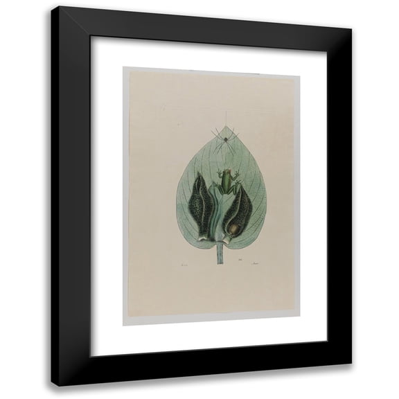 Mark Catesby 11x14 Black Modern Framed Museum Art Print Titled - Tree Frog