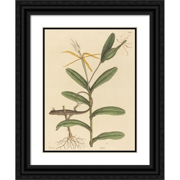Mark Catesby 11x14 Black Ornate Wood Framed Double Matted Museum Art Print Titled: The Lyon Lizard (Lacerta 6-Lineata) (1731-1743)