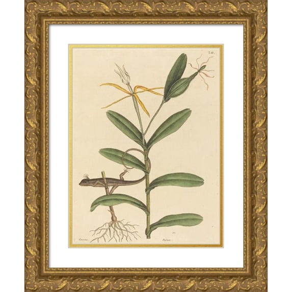 Mark Catesby 11x14 Gold Ornate Wood Frame and Double Matted Museum Art Print Titled - The Lyon Lizard (Lacerta 6-Lineata) (1731-1743)