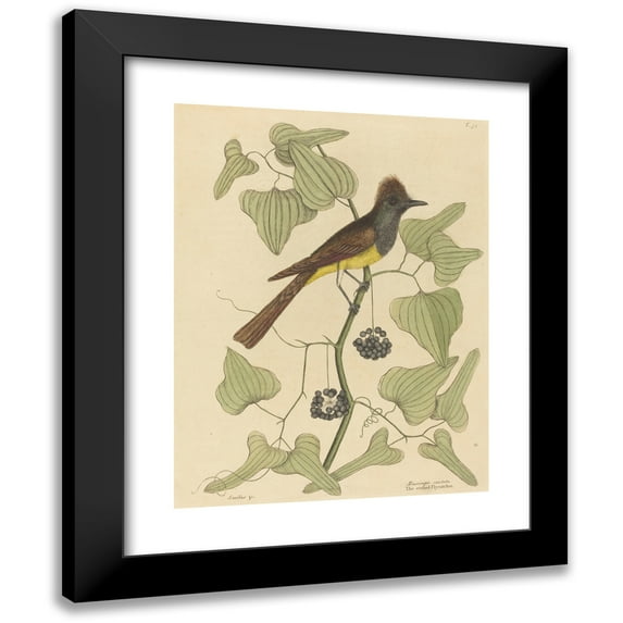 Mark Catesby 12x14 Black Modern Framed Museum Art Print Titled - The Crested Flycatcher (Muscicapa Cristata) (1754)