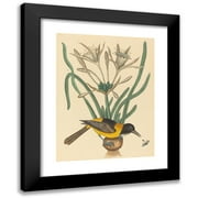 Mark Catesby 12x14 Black Modern Framed Museum Art Print Titled - The Yellow and Black Pye (Oriolus Icterus) (1731-1743)