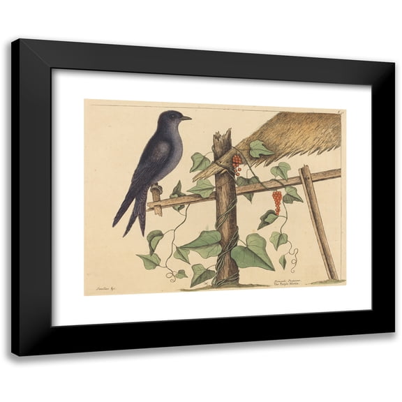 Mark Catesby 14x11 Black Modern Framed Museum Art Print Titled - The Purple Martin (Hirundo Purpurea) (1731-1743)