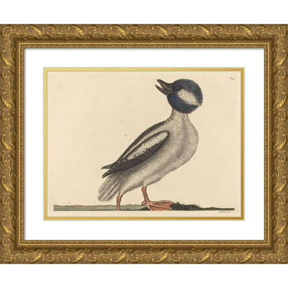 Mark Catesby 14x12 Gold Ornate Wood Frame and Double Matted Museum Art Print Titled - The Buffel's Head Duck (Anas Bucephala) (1731-1743)