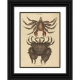 thumbnail image 1 of Mark Catesby 14x18 Black Ornate Wood Framed Double Matted Museum Art Print Titled - The Red Mottled Rock-Crab (Cancer Grapsus) (1731-1743), 1 of 5