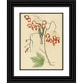thumbnail image 1 of Mark Catesby 15x18 Black Ornate Wood Framed Double Matted Museum Art Print Titled - The Yellow Throated Creeper (1754), 1 of 5