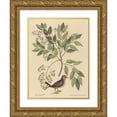 thumbnail image 1 of Mark Catesby 15x18 Gold Ornate Wood Frame and Double Matted Museum Art Print Titled - The Ground Where (Columba Passerina) (1731-1743), 1 of 4