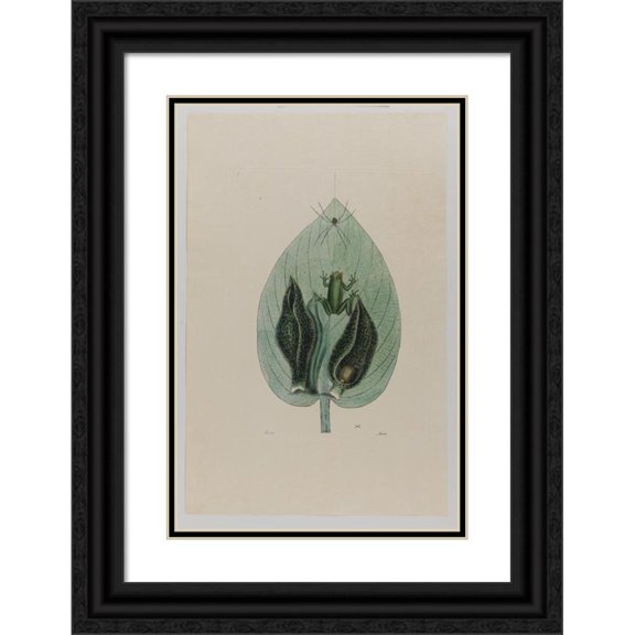 Mark Catesby 17x24 Black Ornate Framed Double Matted Museum Art Print Titled: Tree Frog
