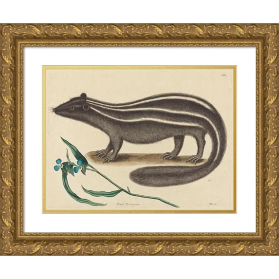 Mark Catesby 18x15 Gold Ornate Wood Frame and Double Matted Museum Art Print Titled - The Pole Cat (Pullra Putorius) (1731-1743)